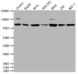 Western Blot: PIK3CA Antibody (10E5) [NBP3-26384] - Positive Western Blot detected in: Jurkat whole cell lysate, HepG2 whole cell lysate, Hela whole cell lysate, NIH/3T3 whole cell lysate, K562 whole cell lysate, 293 whole cell lysate, MCF-7 whole cell lysate. All lanes: PIK3CA Antibody at 1: 1500 Secondary: Goat polyclonal to rabbit IgG at 1/50000 dilution. Predicted band size: 125 kDa Observed band size: 110 kDa