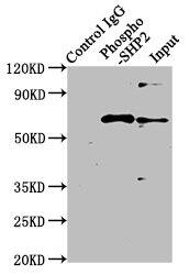 Immunoprecipitation: SHP-2/PTPN11 [p Tyr542] Antibody (2E2) [NBP3-26397] - Immunoprecipitating SHP-2/PTPN11 [p Tyr542] in Hela whole cell lysate treated with Pervanadate. Lane 1: Rabbit control IgG (1ug) instead of NBP3-26397 in Hela whole cell lysate treated with Pervanadate. For western blotting, a HRP-conjugated Protein G antibody was used as the secondary antibody (1/2000). Lane 2: NBP3-26397 (3ug) + Hela whole cell lysate treated with Pervanadate (1mg). Lane 3: Hela whole cell lysate treated with Pervanadate (20ug).