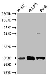 Western Blot: NTH1 Antibody (22H10) [NBP3-26456] - Positive Western Blot detected in: HepG2 whole cell lysate, HEK293 whole cell lysate, PC-3 whole cell lysate. All lanes: NTH1 Antibody at 1: 1000 Secondary: Goat polyclonal to rabbit IgG at 1/50000 dilution. Predicted band size: 35, 34, 33 kDa Observed band size: 35 kDa