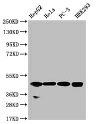 Western Blot: NSDHL Antibody (20F2) [NBP3-26457] - Positive Western Blot detected in: HepG2 whole cell lysate, Hela whole cell lysate, PC-3 whole cell lysate, HEK293 whole cell lysate. All lanes: NSDHL Antibody at 1: 1000 Secondary: Goat polyclonal to rabbit IgG at 1/50000 dilution. Predicted band size: 42 kDa Observed band size: 42 kDa