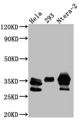 Western Blot: Caspase-3 Antibody (2B10) [NBP3-26461] - Positive Western Blot detected in: Hela whole cell lysate, HEK293 whole cell lysate, Ntera-2 whole cell lysate. All lanes: Caspase-3 Antibody at 1: 1000 Secondary: Goat polyclonal to rabbit IgG at 1/50000 dilution. Predicted band size: 32 kDa Observed band size: 32, 28 kDa