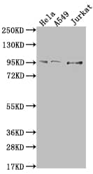 Western Blot: CARS Antibody (8B11) [NBP3-26466] - Positive Western Blot detected in: Hela whole cell lysate, A549 whole cell lysate, Jurkat whole cell lysate. All lanes: CARS Antibody at 1: 500 Secondary: Goat polyclonal to rabbit IgG at 1/50000 dilution. Predicted band size: 86, 83, 95 kDa Observed band size: 95 kDa