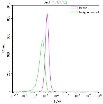 Flow Cytometry: Beclin 1 Antibody (22F4) [NBP3-26478] - Overlay Peak curve showing RAJI cells stained with Beclin 1 Antibody (22F4) (red line) at 1:50. The cells were fixed in 4% formaldehyde and permeated by 0.2% Triton X-100. Then 10% normal goat serum to block non-specific protein-protein interactions followed by the antibody (1ug/1*10^6 cells) for 45min at 4C. The secondary antibody used was FITC-conjugated Goat Anti-rabbit IgG (H+L) at 1:200 dilution for 35min at 4C. Control antibody (green line) was rabbit IgG (1ug/1*10^6 cells) used under the same conditions. Acquisition of >10,000 events was performed.