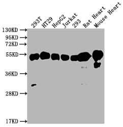 Western Blot: ATPB Antibody (5F10) [NBP3-26490] - Positive Western Blot detected in: 293T whole cell lysate, HT29 whole cell lysate, HepG2 whole cell lysate, Jurkat whole cell lysate, 293 whole cell lysate, Rat Heart tissue, Mouse Heart tissue. All lanes: ATPB Antibody at 1: 2000 Secondary: Goat polyclonal to rabbit IgG at 1/50000 dilution. Predicted band size: 57 kDa Observed band size: 57 kDa