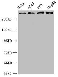 Western Blot: ATM Antibody (4E11) [NBP3-26493] - Positive Western Blot detected in: Hela whole cell lysate, A549 whole cell lysate, PC3 whole cell lysate, HepG2 whole cell lysate. All lanes: ATM Antibody at 2.05ug/ml. Secondary: Goat polyclonal to rabbit IgG at 1/50000 dilution. Predicted band size: 350 KDa Observed band size: 350 KDa