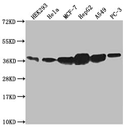 Western Blot: Annexin A2 Antibody (10H9) [NBP3-26506] - Positive Western Blot detected in: HEK293 whole cell lysate, Hela whole cell lysate, MCF-7 whole cell lysate, HepG2 whole cell lysate, A549 whole cell lysate, PC3 whole cell lysate. All lanes: Annexin A2 Antibody at 1: 1000 Secondary: Goat polyclonal to rabbit IgG at 1/50000 dilution. Predicted band size: 39, 41 kDa Observed band size: 36-45 kDa