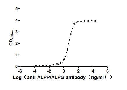 ELISA: ALPPL2 Antibody (29A5) [NBP3-26510] -The Binding Activity of Human ALPP with Anti-ALPP/ALPG Recombinant AntibodyActivity: Measured by its binding ability in a functional ELISA. Immobilized Human ALPP at 2 μg/mL can bind Anti-ALPP/ALPG recombinant antibody. The EC50 is 4.478-5.236 ng/mL.