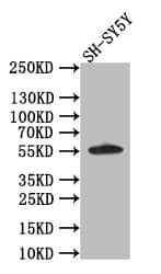 Western Blot: AKT1/2/3 Antibody (16E10) [NBP3-26514] - Positive Western Blot detected in: SH-SY5Y whole cell lysate. All lanes: AKT1/2/3 Antibody at 1: 1000 Secondary: Goat polyclonal to rabbit IgG at 1/50000 dilution. Predicted band size: 56 kDa Observed band size: 56 kDa