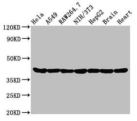 Western Blot: Actin Antibody (25E3) [NBP3-26527] - Positive Western Blot detected in: Hela whole cell lysate, A549 whole cell lysate, Raw264.7 whole cell lysate, NIH/3T3 whole cell lysate, HepG2 whole cell lysate, Rat brain tissue, Rat heart tissue. All lanes: Actin Antibody at 0.95ug/ml. Secondary: Goat polyclonal to rabbit IgG at 1/50000 dilution.Predicted band size: 42 KDaObserved band size: 42 KDa