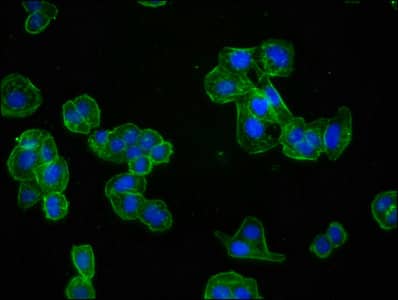 Immunocytochemistry/Immunofluorescence: Actin Antibody (25E3) [NBP3-26527] - Staining of HepG2 cells with Actin Antibody (25E3) at 1:60, counter-stained with DAPI. The cells were fixed in 4% formaldehyde, permeabilized using 0.2% Triton X-100 and blocked in 10% normal Goat Serum. The cells were then incubated with the antibody overnight at 4C. The secondary antibody was Alexa Fluor 488-conjugated Goat Anti-Rabbit IgG (H+L).