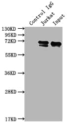 Immunoprecipitation: FUBP1 Antibody (7C3) [NBP3-26564] - Immunoprecipitating FUBP1 in Jurkat whole cell lysate. Lane 1: Rabbit control IgG instead of NBP3-26564 in Jurkat whole cell lysate. For western blotting, a HRP-conjugated Protein G antibody was used as the secondary antibody (1/2000). Lane 2: NBP3-26564 (2ug) + Jurkat whole cell lysate (500ug). Lane 3: Jurkat whole cell lysate (10ug).