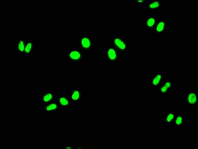 Immunocytochemistry/Immunofluorescence: FUBP1 Antibody (7C3) [NBP3-26564] - Staining of Hela Cells with FUBP1 Antibody (7C3) at 1:50, counter-stained with DAPI. The cells were fixed in 4% formaldehyde, permeated by 0.2% Triton X-100, and blocked in 10% normal Goat Serum. The cells were then incubated with the antibody overnight at 4C. Nuclear DNA was labeled in blue with DAPI. The secondary antibody was FITC-conjugated Goat Anti-Rabbit IgG (H+L).