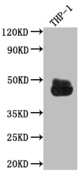 Western Blot: Fc gamma RIIA/CD32a Antibody (3B6) [NBP3-26587] - Positive Western Blot detected in: THP-1 whole cell lysate. All lanes: Fc gamma RIIA/CD32a Antibody at 1: 1000 Secondary: Goat polyclonal to rabbit IgG at 1/50000 dilution. Predicted band size: 35, 36 kDa Observed band size: 45 kDa