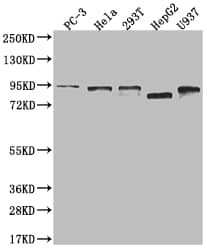 Western Blot: DBF4 Antibody (24D8) [NBP3-26632] - Positive Western Blot detected in: PC3 whole cell lysate, Hela whole cell lysate, 293T whole cell lysate, HepG2 whole cell lysate, U937 whole cell lysate. All lanes: DBF4 Antibody at 1: 2000 Secondary: Goat polyclonal to rabbit IgG at 1/50000 dilution. Predicted band size: 77, 27 kDa Observed band size: 72-95 kDa