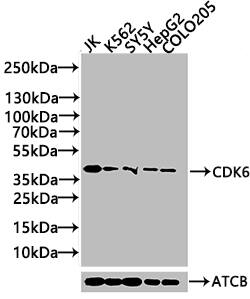 Western Blot: Cdk6 Antibody (8G3) [NBP3-26663] - Positive WB detected in: Hela whole cell lysate, Jurkat whole cell lysate, K562 whole cell lysate, 293 whole cell lysateAll lanes: CDK6 antibody at 1:2000SecondaryGoat polyclonal to rabbit IgG at 1/50000 dilutionPredicted band size: 37 kDaObserved band size: 37 kDa