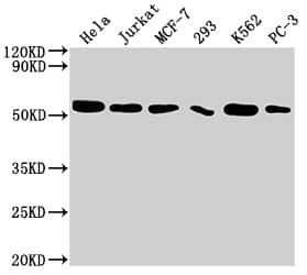 Western Blot: CDC37 Antibody (10C3) [NBP3-26671] - Positive Western Blot detected in: Hela whole cell lysate, Jurkat whole cell lysate, MCF-7 whole cell lysate, 293 whole cell lysate, K562 whole cell lysate, PC-3 whole cell lysate. All lanes: CDC37 Antibody at 1: 2000 Secondary: Goat polyclonal to rabbit IgG at 1/50000 dilution. Predicted band size: 45 kDa Observed band size: 50 kDa