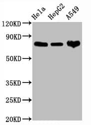 Western Blot: CD44 Antibody (4B7) [NBP3-26681] - Positive Western Blot detected in Hela whole cell lysate, HepG2 whole cell lysate, A549 whole cell lysate. All lanes: CD44 Antibody at 1.25ug/ml. Secondary: Goat polyclonal to rabbit IgG at 1/50000 dilution. Predicted band size: 82 KDa Observed band size: 82 KDa