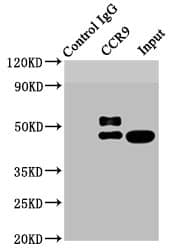 Immunoprecipitation: CCR9 Antibody (4G2) [NBP3-26685] - Immunoprecipitating CCR9 in HL-60 whole cell lysate. Lane 1: Rabbit control IgG instead of NBP3-26685 in HL-60 whole cell lysate. For western blotting, a HRP-conjugated Protein G antibody was used as the secondary antibody (1/2000). Lane 2: NBP3-26685 (3ug) + HL-60 whole cell lysate (500ug). Lane 3: HL-60 whole cell lysate (20ug).