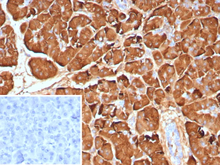 Formalin-fixed, paraffin-embedded human pancreas stained with Pancreatic Lipase Antibody (PNLIP/9040). Inset: PBS instead of primary antibody; secondary only negative control.