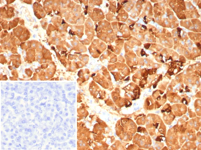 Formalin-fixed, paraffin-embedded human pancreas stained with Pancreatic Lipase Antibody (PNLIP/9042). Inset: PBS instead of primary antibody; secondary only negative control.