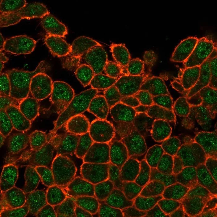 Immunofluorescence Analysis of PFA-fixed HeLa cells stained using SATB1 Antibody (PCRP-SATB1-2C3) followed by goat anti-mouse IgG-CF488. Membrane stained with phalloidin.