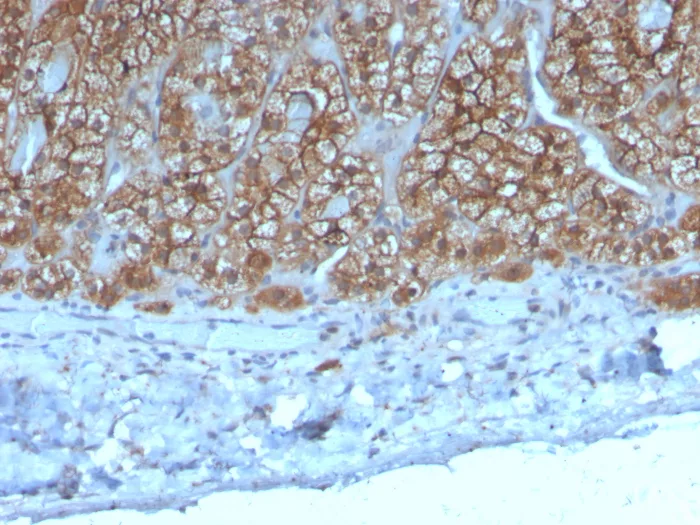 Formalin-fixed, paraffin-embedded human adrenal gland stained with CCL23/Ck beta 8-1/MIP3 Antibody (CCL23/4036). HIER: Tris/EDTA, pH9.0, 45min. 2°C: HRP-polymer, 30min. DAB, 5min.