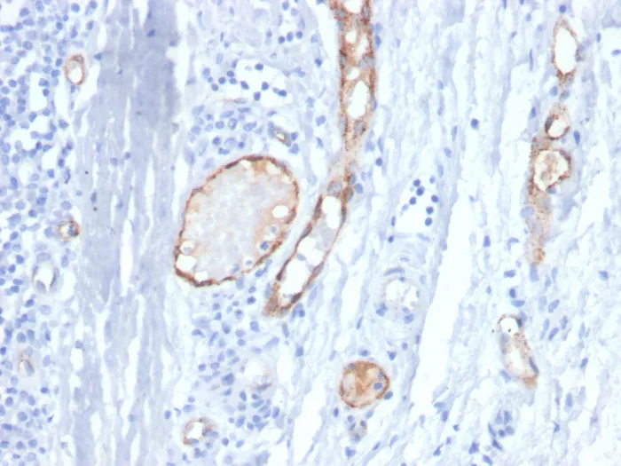 Formalin-fixed, paraffin-embedded human tonsil stained with vWF-A2 Antibody (VWF/4458). HIER: Tris/EDTA, pH9.0, 45min. 2°C: HRP-polymer, 30min. DAB, 5min.