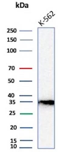 Western Blot: Carbonic Anhydrase VIII/CA8 Antibody (rCA8/8835) [NBP3-26748] - Western Blot Analysis of K-562 cell lysate using Carbonic Anhydrase VIII/CA8 Antibody (rCA8/8835)