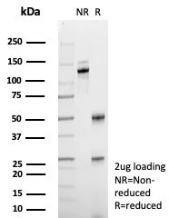 Western blot analysis of THP-1 cell lysate using ABCB11 Antibody (BSEP/7534).