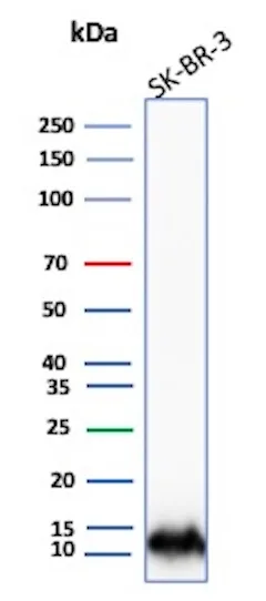 Western Blot Analysis of SK-BR-3 lysate using S100A16 Antibody (S100A16/7411).