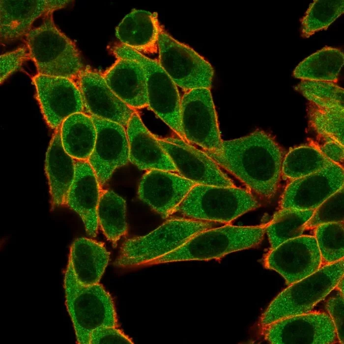 Immunofluorescence Analysis of PFA-fixed HeLa cells stained usingSNW1 Antibody (PCRP-SNW1-1C12) followed by goat anti-mouse IgG-CF488. Membrane stained with phalloidin.