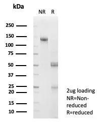 Flow cytometric analysis of PFA-fixed HeLa cells.SNW1 Antibody (PCRP-SNW1-2A1) followed by goat anti-mouse IgG-CF488 (blue), unstained cells (red).