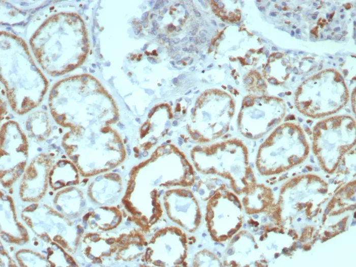 Formalin-fixed, paraffin-embedded human kidney stained with MR1 Antibody (MR1/7577). HIER: Tris/EDTA, pH9.0, 45min. 2°C: HRP-polymer, 30min. DAB, 5min.