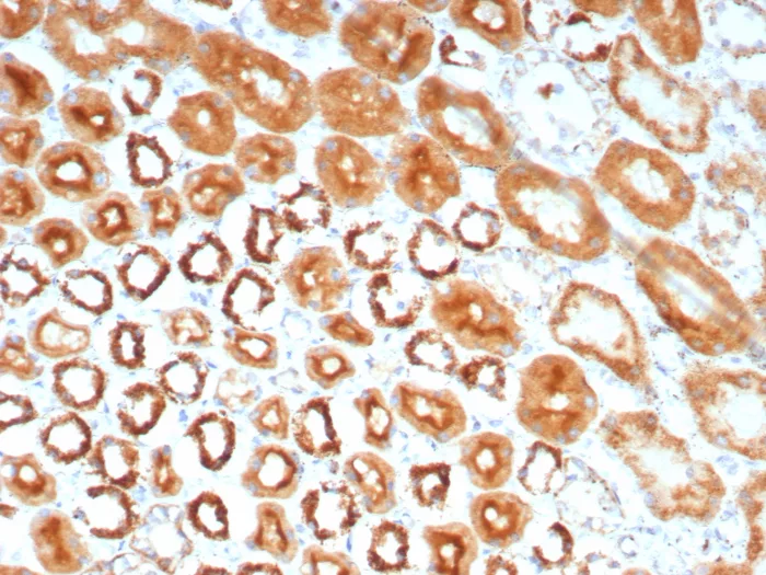 Formalin-fixed, paraffin-embedded human kidney stained with MR1 Antibody (MR1/7578). HIER: Tris/EDTA, pH9.0, 45min. 2°C: HRP-polymer, 30min. DAB, 5min.