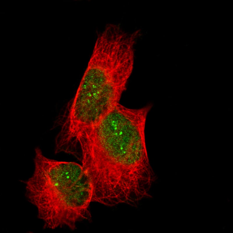 Immunocytochemistry/ Immunofluorescence CDC2L6 Antibody (CL14114) - BSA Free
