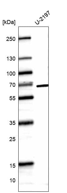 Western Blot CDC2L6 Antibody (CL14114) - BSA Free
