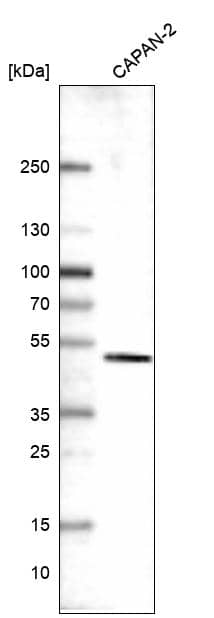 Western blot analysis in human cell line CAPAN-2.