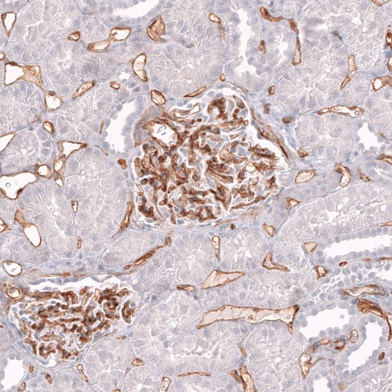 Staining of human kidney shows strong membranous positivity in endothelial cells.