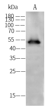 Western Blot: KRT37 Antibody - Azide and BSA Free [NBP3-26883] - NBP3-26883 at 1:1000 dilution. Lane A: LOVO Whole Cell Lysate. Lysates/proteins at 30 ug per lane. Secondary Goat Anti-Rabbit IgG (H+L) [HRP] at 1/10000 dilution. Developed using the ECL technique. Performed under reducing conditions. Predicted band size: 50 kDa