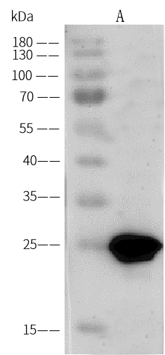 Western Blot: Porcine Circovirus 2 Capsid Antibody - Azide and BSA Free [NBP3-26888] - NBP3-26888 at 1:5000 dilution. Lane A: Porcine Circovirus 2 Capsid protein (Cat# 40552-V08B) (10ng) Secondary Goat Anti-Rabbit IgG (H+L) [HRP] at 1/10000 dilution. Developed using the ECL technique. Performed under reducing conditions.
