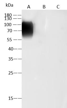 Western Blot: Varicella Zoster Virus Glycoprotein E Antibody (06) - Azide and BSA Free [NBP3-26889] - NBP3-26889 in 1 ug/mL. Sample: Recombinant Protein 10 ng Lane A: Varicella Zoster Virus Glycoprotein E Protein. Lane B: VZV (strain Oka vaccine) Glycoprotein B Protein.  Lane C: VZV (strain Oka vaccine) gH & gL Heterodimer Protein. Secondary Goat Anti-Mouse IgG (H+L)/HRP at 1/10000 dilution. Developed using the ECL technique. Performed under reducing conditions.