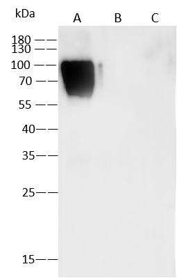 Western Blot: Varicella Zoster Virus Glycoprotein E Antibody (12) - Azide and BSA Free [NBP3-26890] - NBP3-26890 in 1 ug/mL. Sample: Recombinant Protein 10 ng Lane A: Varicella Zoster Virus Glycoprotein E Protein (Cat# 40907-V08H) Lane B: VZV (strain Oka vaccine) Glycoprotein B Protein. Lane C: VZV (strain Oka vaccine) gH & gL Heterodimer Protein. Secondary Goat Anti-Mouse IgG (H+L)/HRP at 1/10000 dilution. Developed using the ECL technique. Performed under reducing conditions.