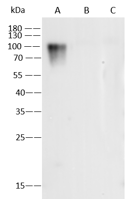 Western Blot: Varicella Zoster Virus Glycoprotein E Antibody (17) - Azide and BSA Free [NBP3-26892] - NBP3-26892 in 1 ug/mL. Sample: Recombinant Protein 10 ng Lane A: Varicella Zoster Virus Glycoprotein E Protein. Lane B: VZV (strain Oka vaccine) Glycoprotein B Protein. Lane C: VZV (strain Oka vaccine) gH & gL Heterodimer Protein. Secondary Goat Anti-Mouse IgG (H+L)/HRP at 1/10000 dilution. Developed using the ECL technique. Performed under reducing conditions.
