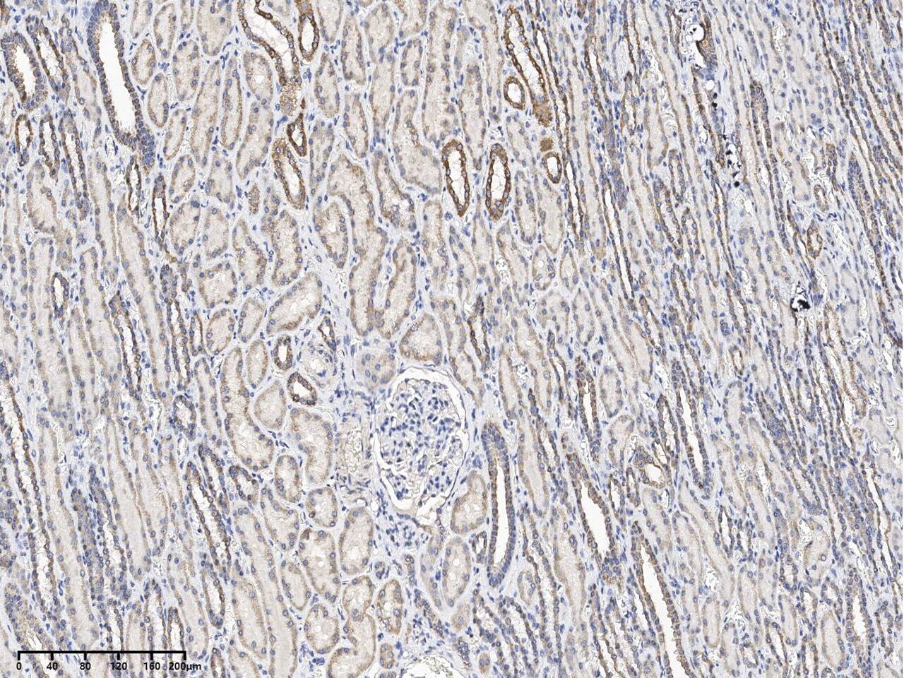 Immunohistochemistry-Paraffin: UBXN8 Antibody - Azide and BSA Free [NBP3-26909] - Immunochemical staining of human UBXN8 in human kidney with NBP3-26909 at 1:100 dilution, formalin-fixed paraffin embedded sections.