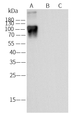 Western Blot Varicella Zoster Virus Glycoprotein E Antibody (09) - Azide and BSA Free