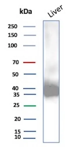 Western Blot Analysis of Human Liver cell lysate using Aldo-keto Reductase 1C1/AKR1C1 Antibody (AKR1C1/9070) - Azide and BSA Free.