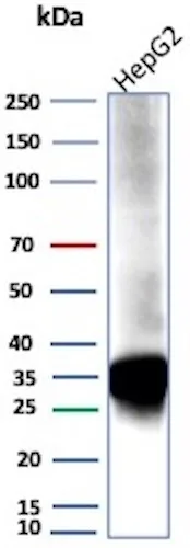 Western Blot Analysis of human HEPG2 lysate usingAldo-keto Reductase 1C1/AKR1C1 Antibody (AKR1C1/9069) - Azide and BSA Free.