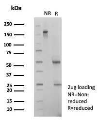 Flow cytometric analysis of PFA-fixed HeLa cells.SNW1 Antibody (PCRP-SNW1-1C12) - Azide and BSA Free followed by goat anti-mouse IgG-CF488 (blue), unstained cells (red).