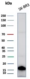 Western blot analysis of SK-BR3 cell lysate using GCHFR Antibody (GCHFR/7734) - Azide and BSA Free.