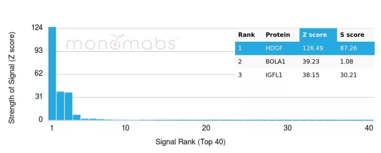 Analysis of Protein Array containing more than 19,000 full-length human proteins using HDGF Antibody (PCRP-HDGF-1D1) - Azide and BSA Free. 